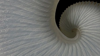 A cover of "biomimicry" cluster. The owner is jungyoonlim. The cluster consists of 13 elements.