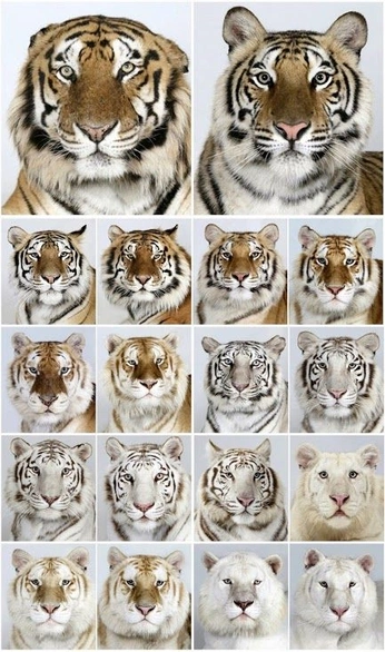 A cover of "animals" cluster. The owner is loueee. The cluster consists of 28 elements.