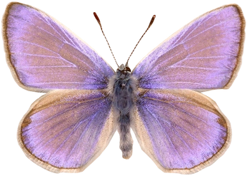 A cover of "🦋🦋🦋" cluster. The owner is jerome333. The cluster consists of 8 elements.