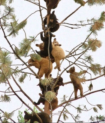 A cover of "baseless doubt" cluster. The owner is toshimo. The cluster consists of 96 elements.