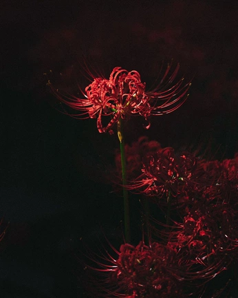 A cover of "hayogev8" cluster. The owner is orimalka. The cluster consists of 9 elements.