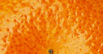 A cover of "Orange" cluster. The owner is gatitosmunchkin. The cluster consists of 41 elements.