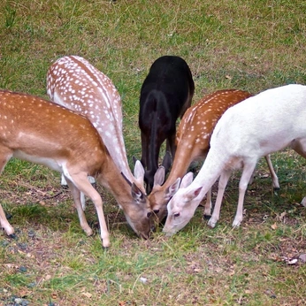 A cover of "Icons" cluster. The owner is ateez. The cluster consists of 24 elements.