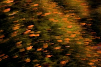 A cover of "AUTUMN FOLIAGE" cluster. The owner is matteino. The cluster consists of 8 elements.