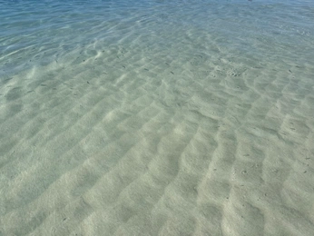 A cover of "ZARA" cluster. The owner is kmvelascoa. The cluster consists of 186 elements.