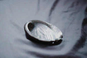 A cover of "Minhas…" cluster. The owner is camilarivereto. The cluster description is "fotografia de Camila Rivereto". The cluster consists of 8 elements.