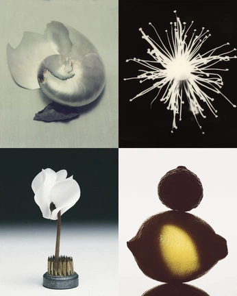 A cover of "Photo" cluster. The owner is tabako. The cluster consists of 20 elements.