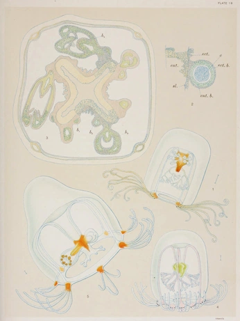 A cover of "Antique Illustration" cluster. The owner is oceanvs. The cluster consists of 18 elements.