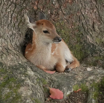 A cover of "🦌" cluster. The owner is bisexualgooner. The cluster consists of 40 elements.