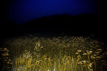 A cover of "Life is war in the face" cluster. The owner is hazewashereonce. The cluster consists of 4 elements.