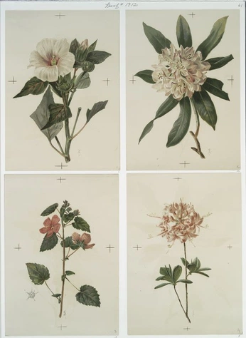 A cover of "nature" cluster. The owner is tiree333. The cluster consists of 12 elements.