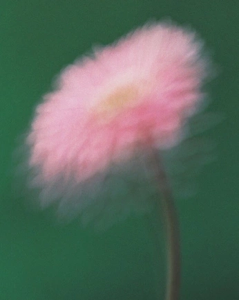 A cover of "Daiper bag inspo" cluster. The owner is tonikali. The cluster consists of 5 elements.