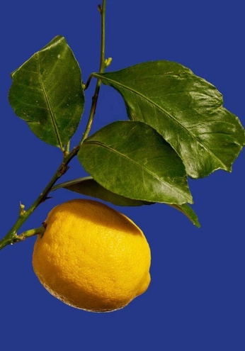 A cover of "july 2025" cluster. The owner is liz01. The cluster consists of 52 elements.