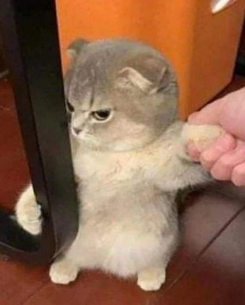 A cover of "🔫" cluster. The owner is kitschclub. The cluster consists of 2 elements.