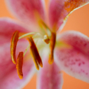 A cover of "flowers" cluster. The owner is biamazzanti. The cluster description is "flowers.". The cluster consists of 37 elements.