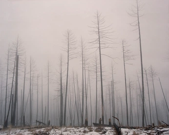 A cover of "Fires Rage - Mood Board" cluster. The owner is sn0wlambos. The cluster consists of 9 elements.