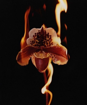 A cover of "osha" cluster. The owner is curassavica. The cluster description is "oc". The cluster consists of 117 elements.