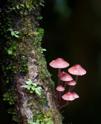 A cover of "Nature" cluster. The owner is jellyjay. The cluster consists of 3 elements.