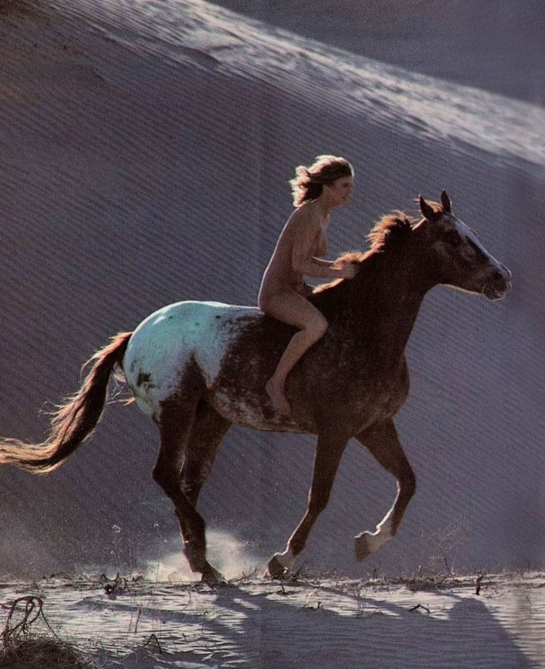 An Instagram  post added by luca on Jan 14, 2023. The author is @sol_calypso. May present: stallion, mustang, working animal, horse tack, fawn.