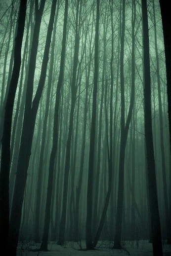 A cover of "forest" cluster. The owner is moramiray. The cluster consists of 39 elements.