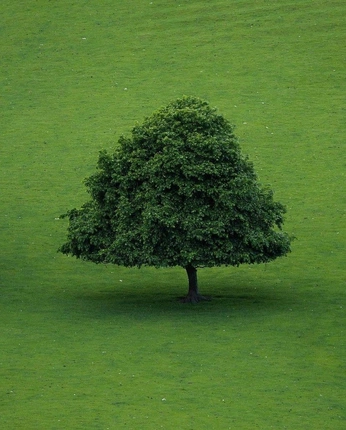 A cover of "tree" cluster. The owner is sonomore. The cluster consists of 2 elements.