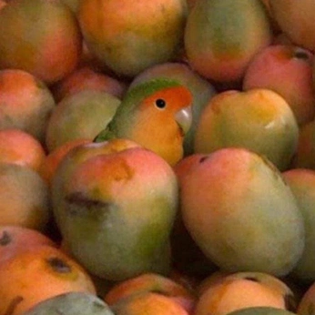 A cover of "dibujar" cluster. The owner is devaduran. The cluster consists of 11 elements.