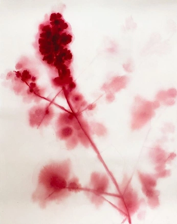 A cover of "FLOWS" cluster. The owner is gaganum. The cluster consists of 22 elements.