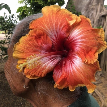 A cover of "bloom" cluster. The owner is biamazzanti. The cluster consists of 30 elements.