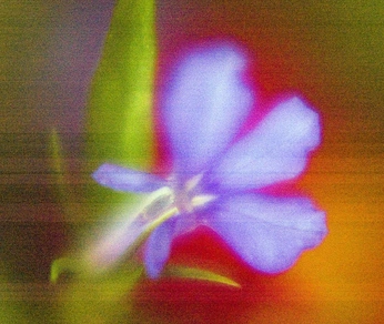 A cover of "Flowers" cluster. The owner is matildetilde. The cluster consists of 10 elements.