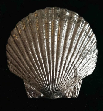 A cover of "Shells" cluster. The owner is simply.chenn. The cluster consists of 3 elements.