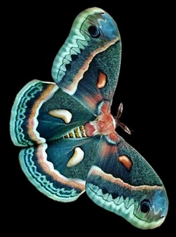 A cover of "Colors" cluster. The owner is shoedoggydog. The cluster consists of 5 elements.