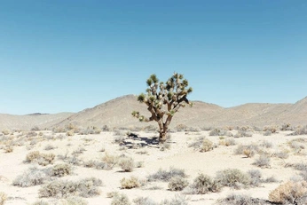 A cover of "Joshua Tree" cluster. The owner is lexiebarn. The cluster consists of 16 elements.