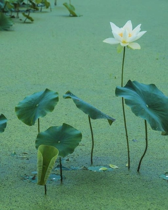 A cover of "No Mud No Lotus" cluster. The owner is naza. The cluster consists of 44 elements.