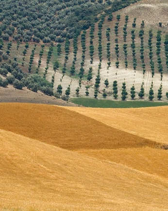 A cover of "MHM" cluster. The owner is mccsr. The cluster consists of 37 elements.