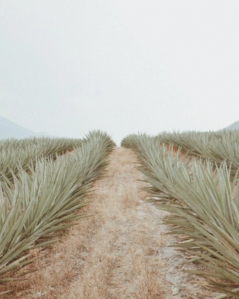 A cover of "el mezcal" cluster. The owner is srbuho. The cluster consists of 569 elements.