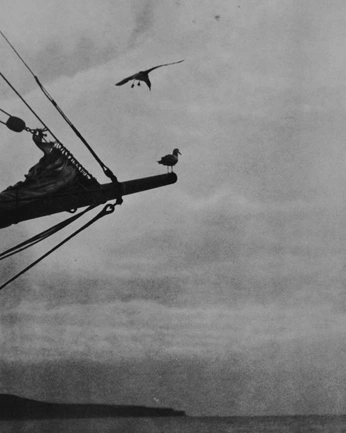 A cover of "Wostalgia" cluster. The owner is infinitestills. The cluster description is "monofomo". The cluster consists of 1 element.