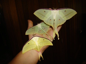 A cover of "organic" cluster. The owner is bethwyld. The cluster consists of 8 elements.