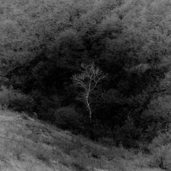 A cover of "nature" cluster. The owner is stbnch. The cluster consists of 479 elements.