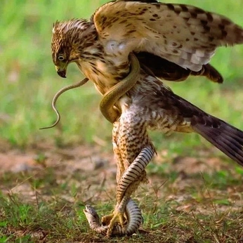 A cover of "NATURE" cluster. The owner is rogerthatover. The cluster description is "FUANA / FLORA / EARTH / ETC.". The cluster consists of 376 elements.