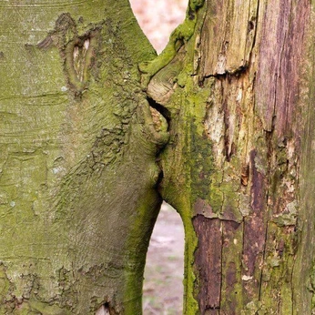 A cover of "Sympoietic Philosophy" cluster. The owner is maurissajean. The cluster consists of 25 elements.