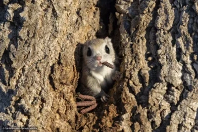 An image added by fiatlux on Oct 20, 2024. May present: funny wildlife photos 2024, wildlife photography, wildlife, photography, image.