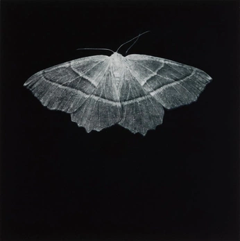 A cover of "Blurry" cluster. The owner is crisara. The cluster consists of 29 elements.