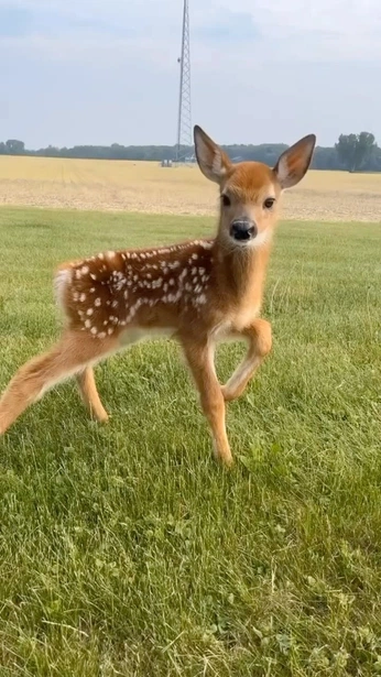 A cover of "pupsi dupsis" cluster. The owner is lea.sofie. The cluster consists of 5 elements.