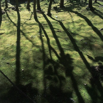 A cover of "West wood" cluster. The owner is daac4ever. The cluster consists of 1 element.