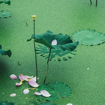 A cover of "Nature" cluster. The owner is sixnfive. The cluster consists of 90 elements.