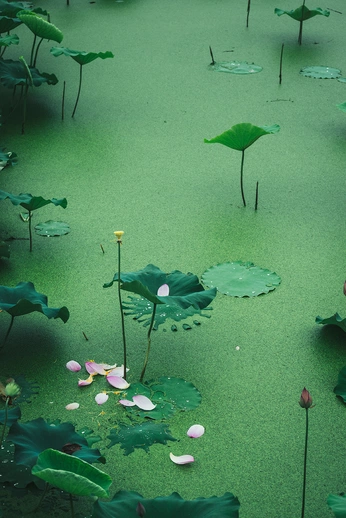 A cover of "wellness" cluster. The owner is morrxp. The cluster consists of 16 elements.