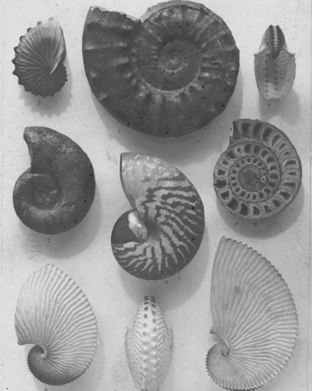 A cover of "hiatoric" cluster. The owner is elvagrac. The cluster consists of 12 elements.