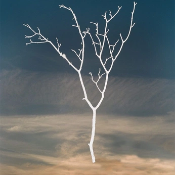 A cover of "Photo" cluster. The owner is zanariazi. The cluster consists of 122 elements.