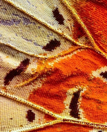 A cover of "autumn textures" cluster. The owner is tills19. The cluster consists of 26 elements.