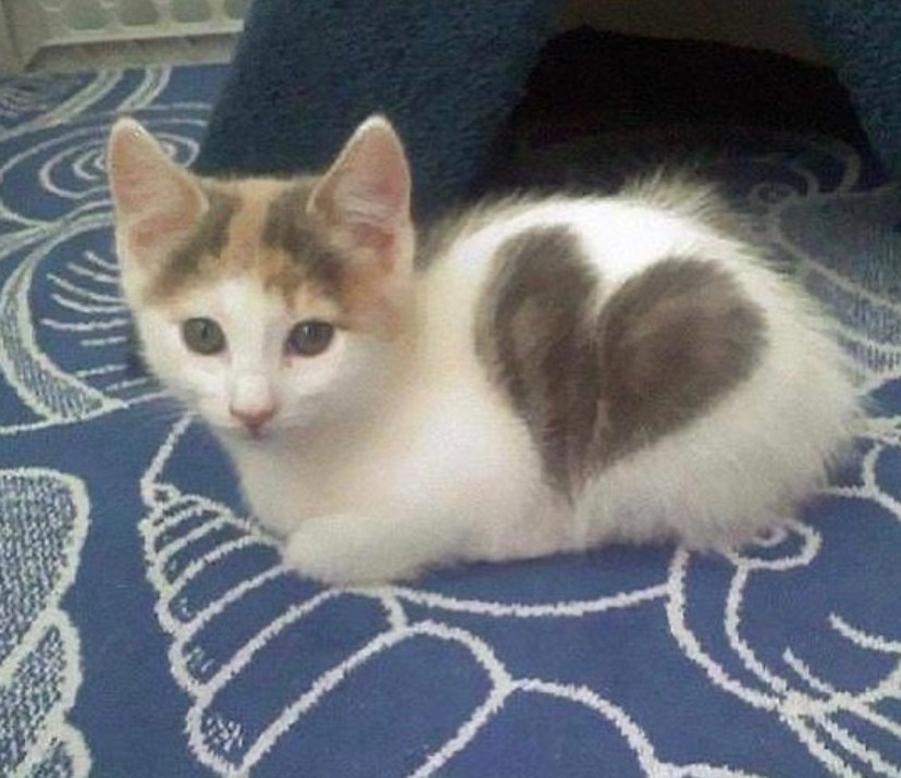 Cute core